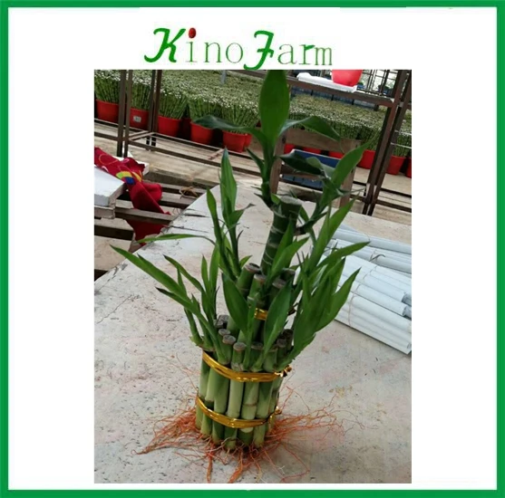 ornamental indoor plant tower lucky bamboo 2 layer