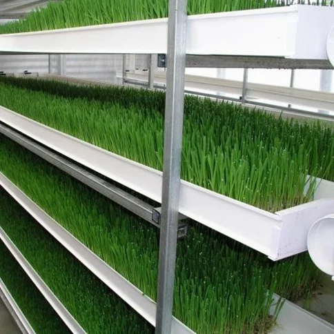 New arrival green fodder machine hydroponic fodder trays