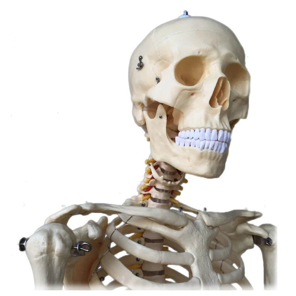 Human Anatomical Model Medical Science 170CM Skeleton