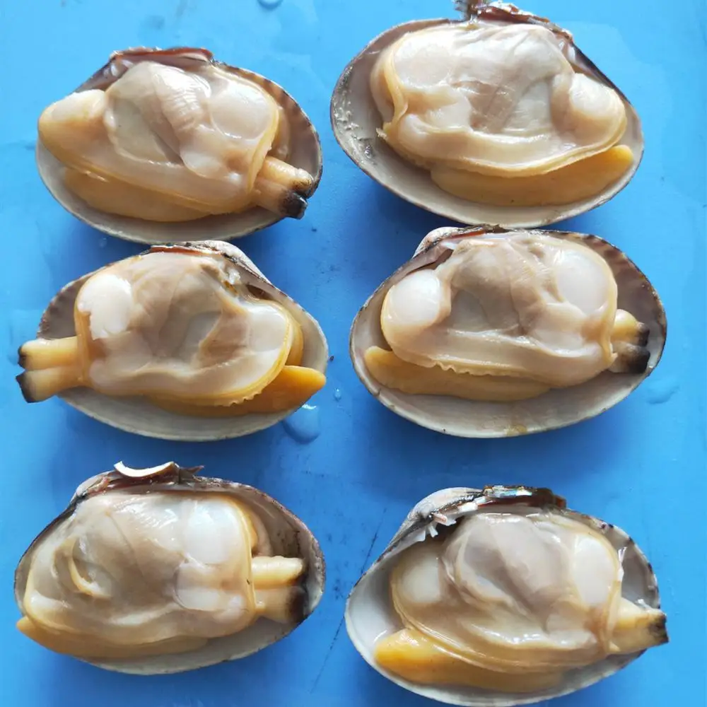 new frozen baby clams meat with shell