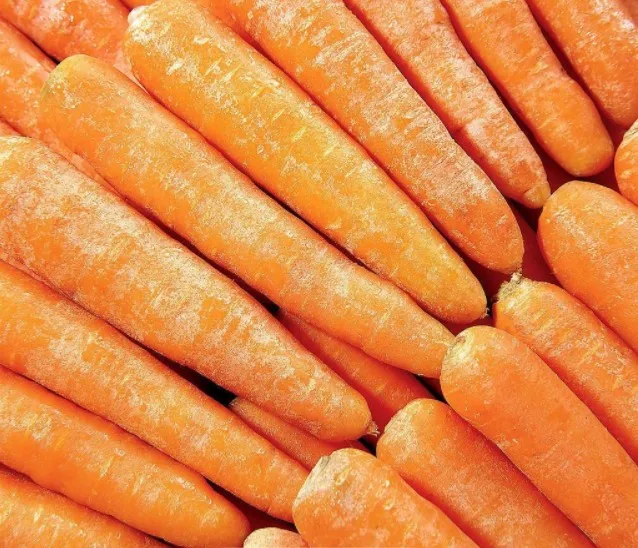  Свежая оптовая продажа моркови конкурентоспособная цена из египта