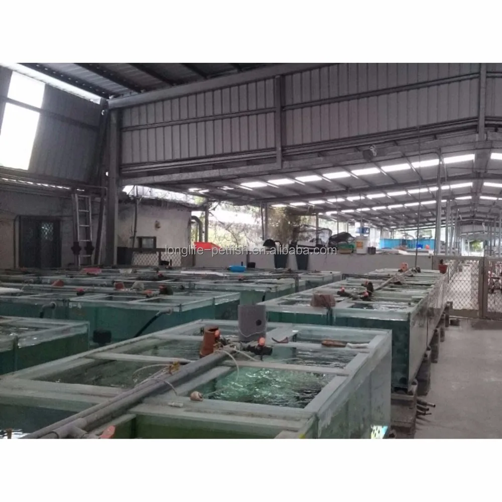 Freshwater Fish Cichlasoma Spp Rajsh Cichlasoma