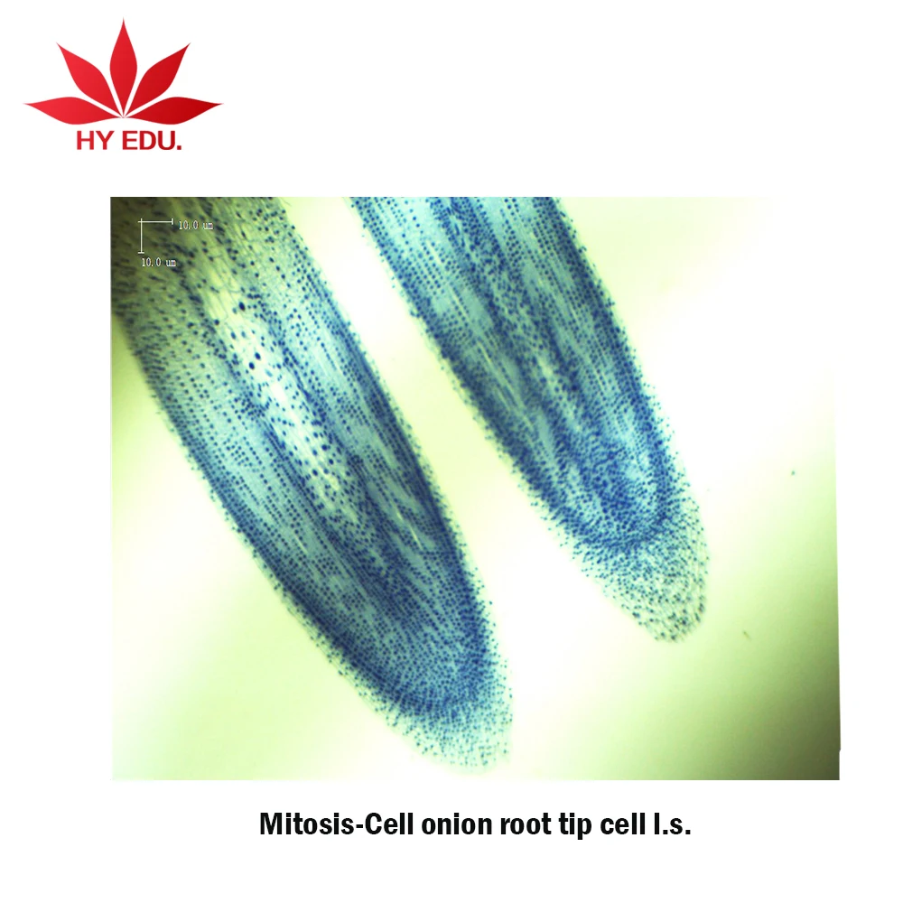 Best-selling Mitosis-cell onion root tip cell l.s microscope prepared slides for university
