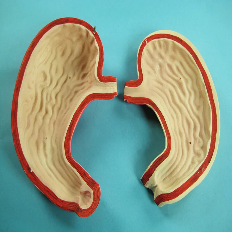 
Biology Education Equipment Anatomical Human Stomach Model 