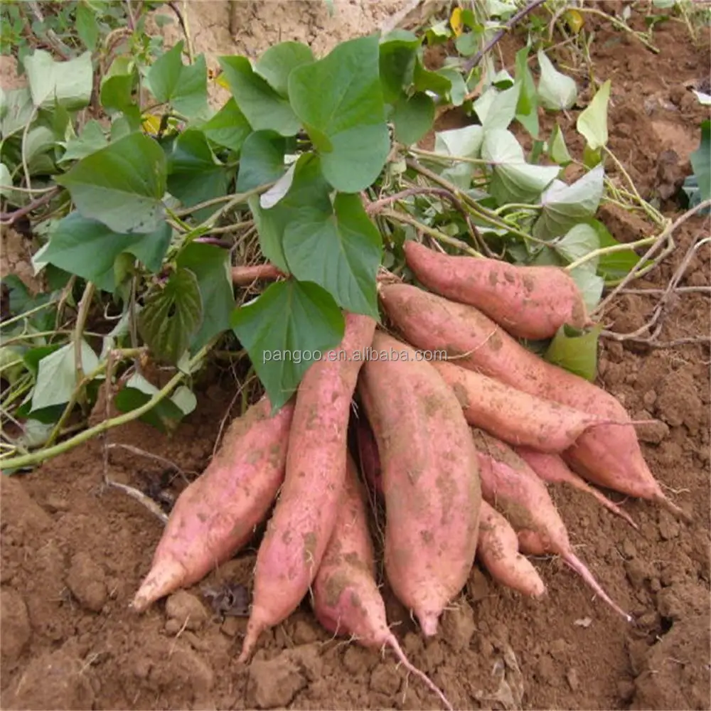 Good bacteria for Soil & Plant