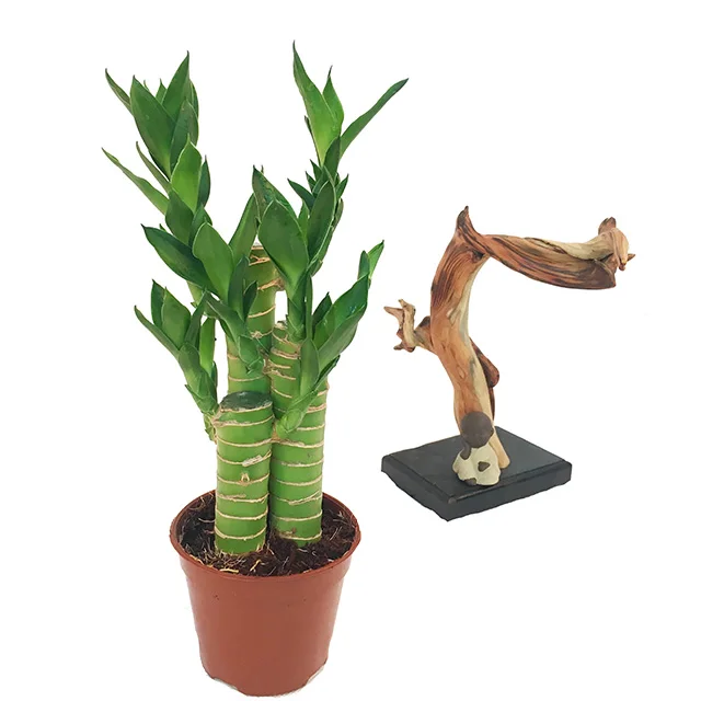 
Professional dracaena sanderiana Lotus Lucky Bamboo 