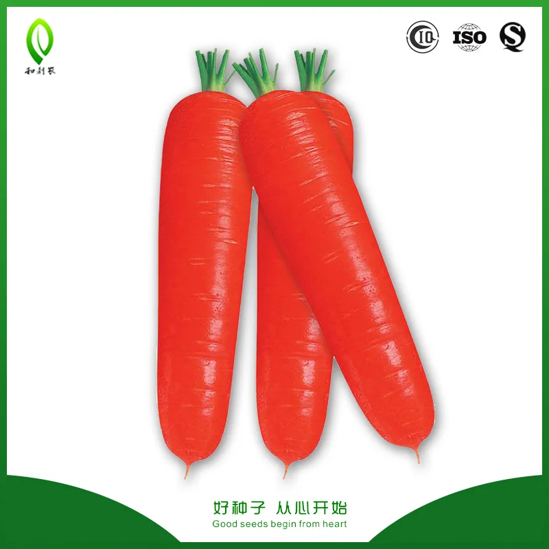 Vegetable seeds Japan New Osaka 5 inch carot seed for sale