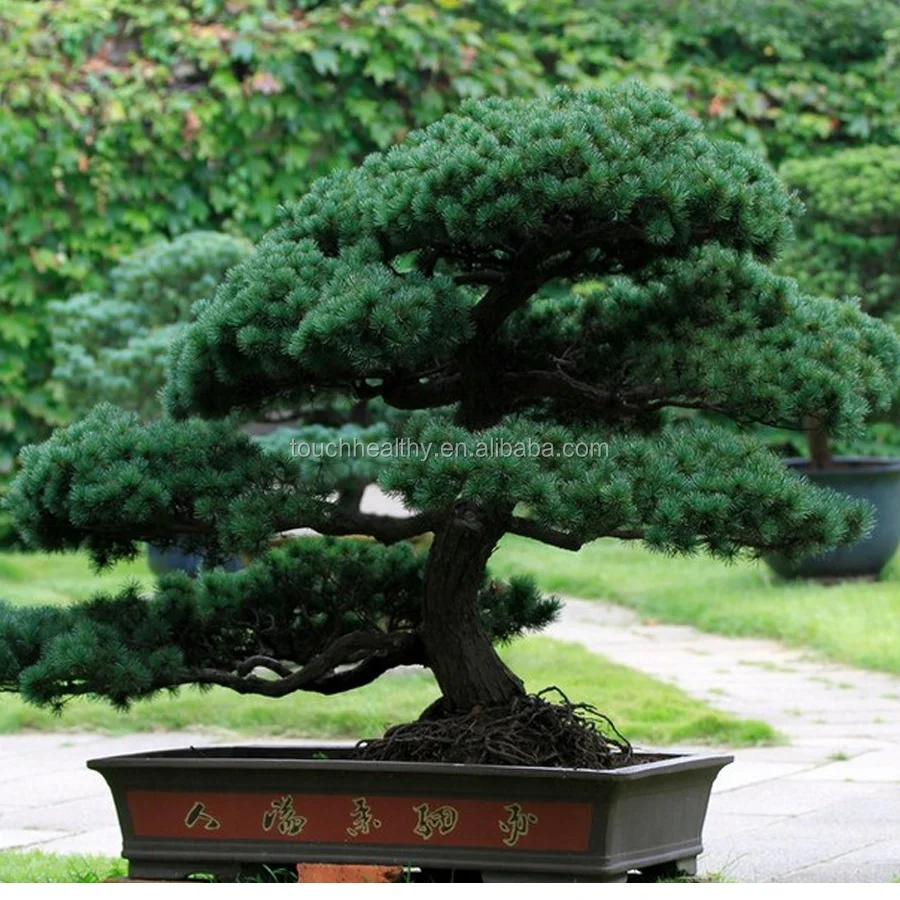 Лидер продаж, семена сосны с пятью листьями, семена деревьев пинуса парвифлоры