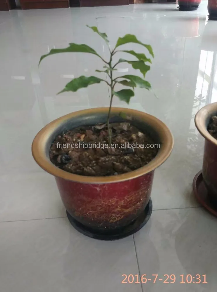 Cinnamomum kanehirae small seedlings