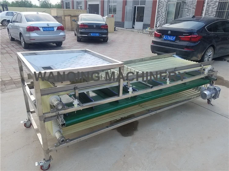 
Automatic dates sorting machine auto medjool date size grading equipment favorite price on sale 