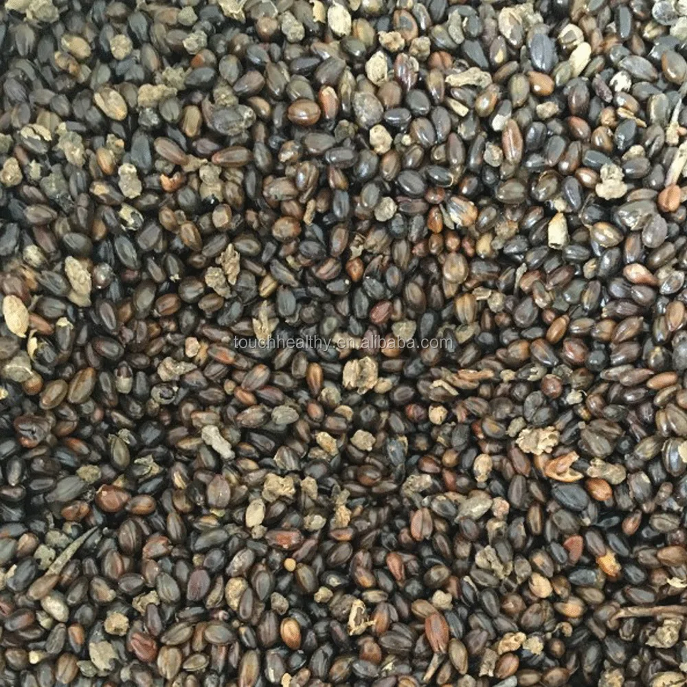 
2021 Touchhealthy supply Sea Buckthorn Trees Seeds For Planting High Economic Value Can Harvest More Than 25 Years 