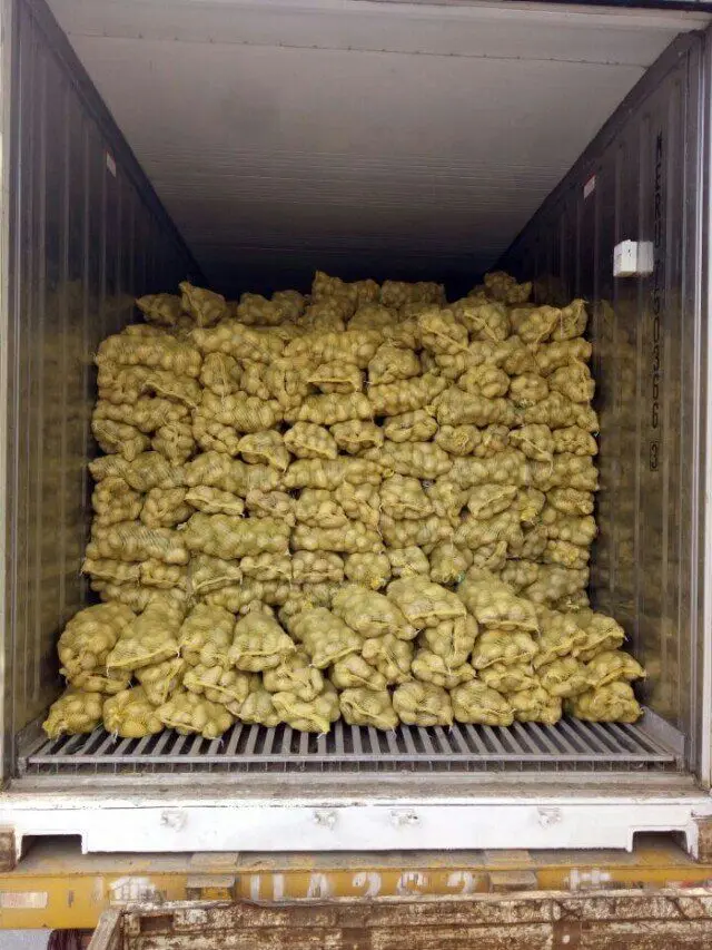 
Import china potato new crop 