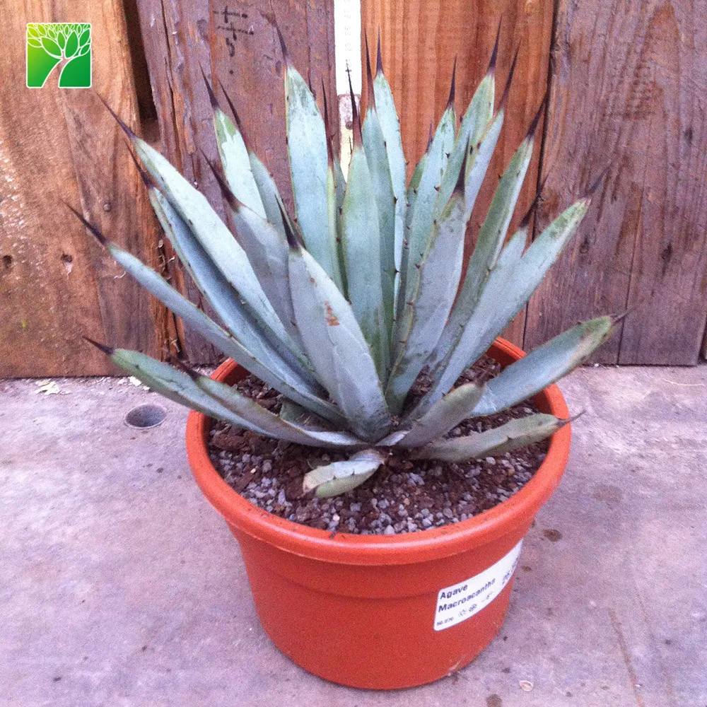 Великолепные Жаростойкие натуральные садовые суккуленты с коротким стержнем, с большим шипом agave Agave macroacantha