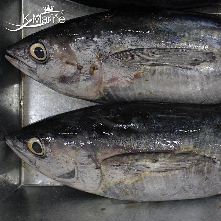 Frozen Light Meat Pouch Tuna Fish Buyers