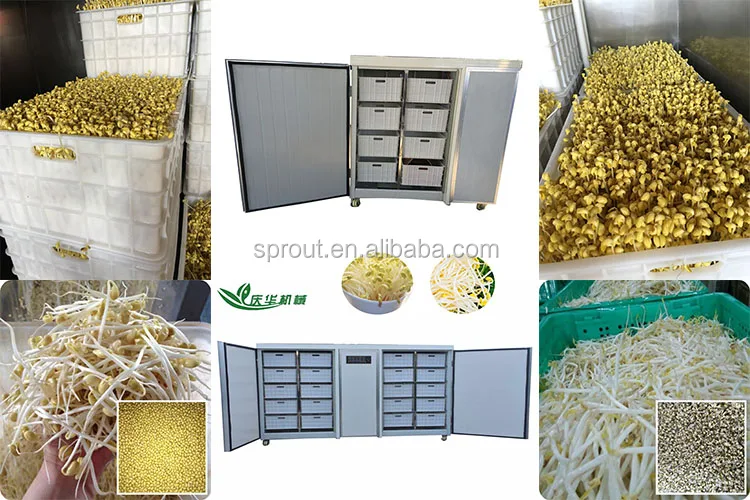 
Automatic Bean Sprout Machine Manufacture / Mung Bean Sprout Making Machine/ Bean Seed Germination Machine 