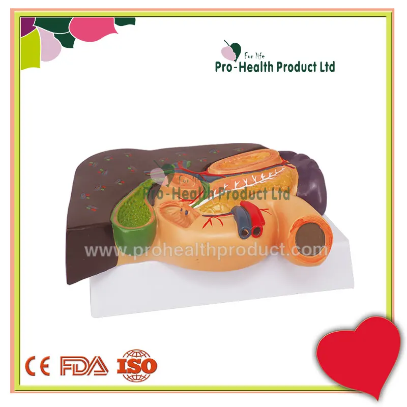 Liver With Gallbladder Pancreas And Duodenum Model