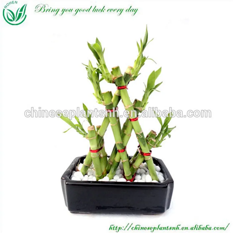 
Pyramid shape Lucky Bamboo Feng Shui Plant for wholesale 