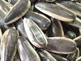 Chinese factory supply new crop high quality sunflower seeds 361 with low price