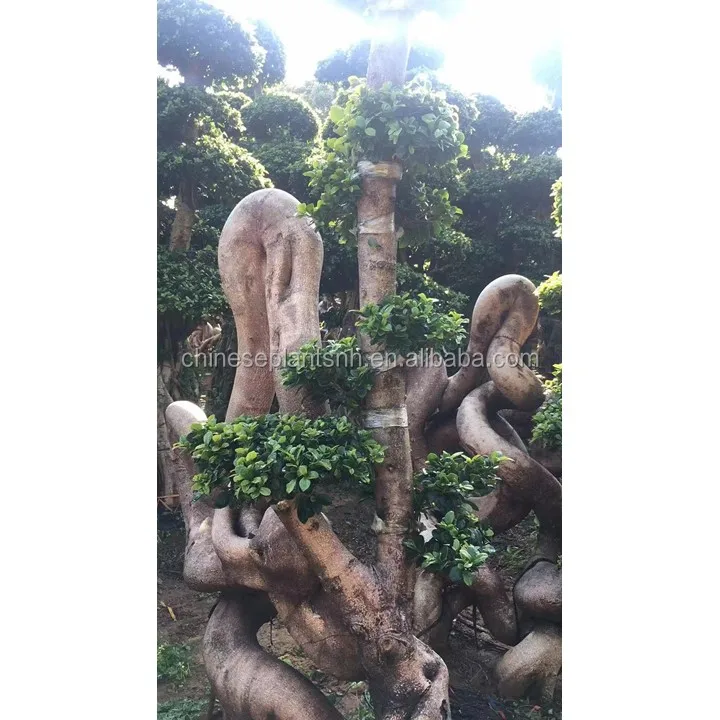 Листва живых растений странной формы фикус микро карпа бонсай