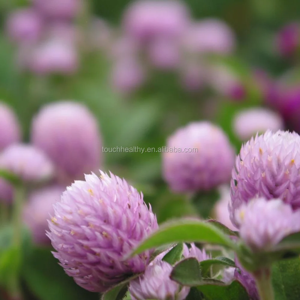 2021 Grass seeds red clover seeds for planting