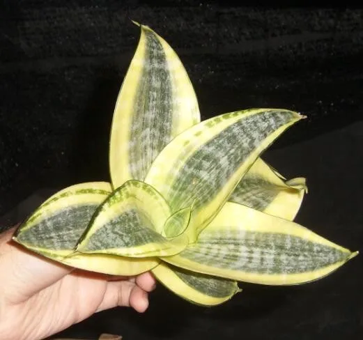  Мини Sansevieria Trifasciata Hahnii