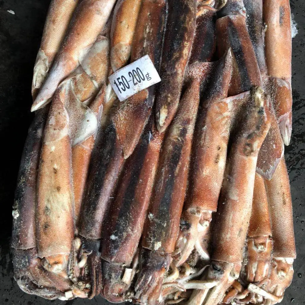 Argentina Squid 200-300g New Catch Raw Squid Price