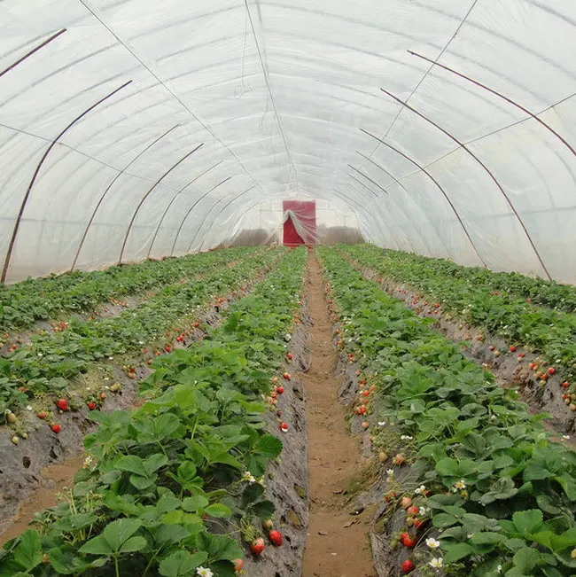 agricultural polytunnel greenhouse shouguang commercial greenhouse