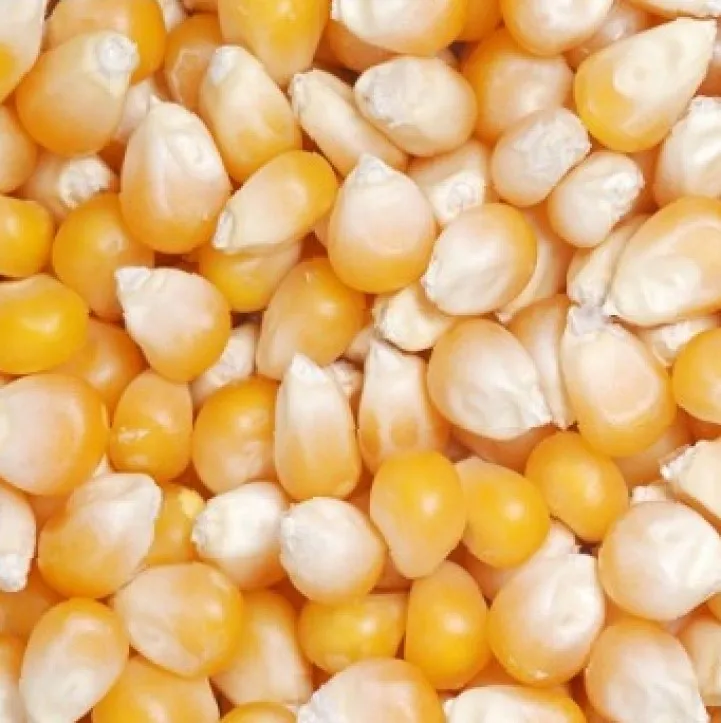 Wholesale vitamin-rich bulk buy dried corn