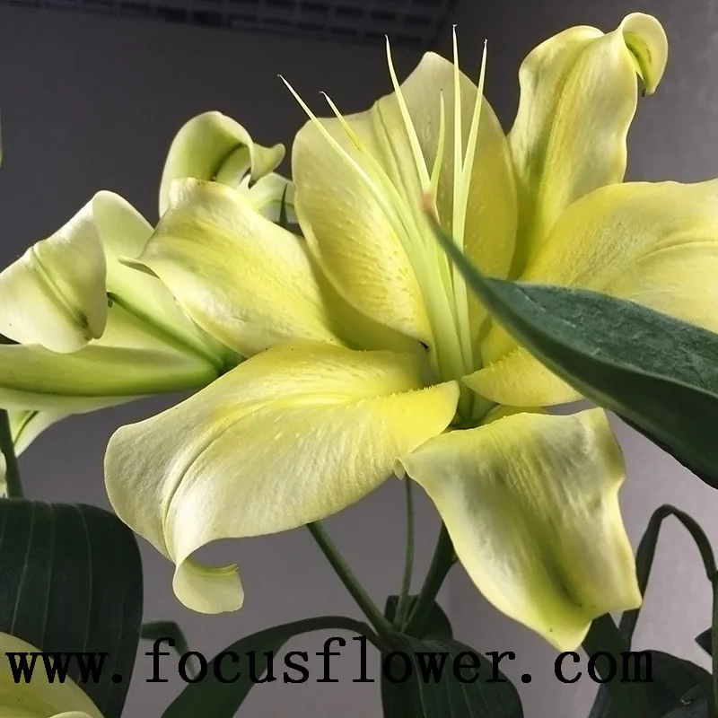 Ambient natural flowers real touch calla lily fresh touch and touch flowers yellow king plant prize supplies
