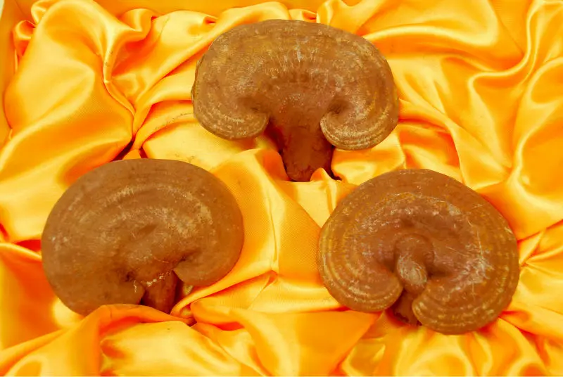 
Dried Lingzhi Ganoderma Lucidum Fruit Body Reishi Mushroom 