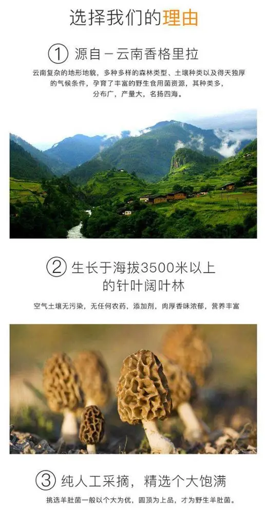 Заводская цена, свежие грибы, Морель, гриб, Морель, мицелий