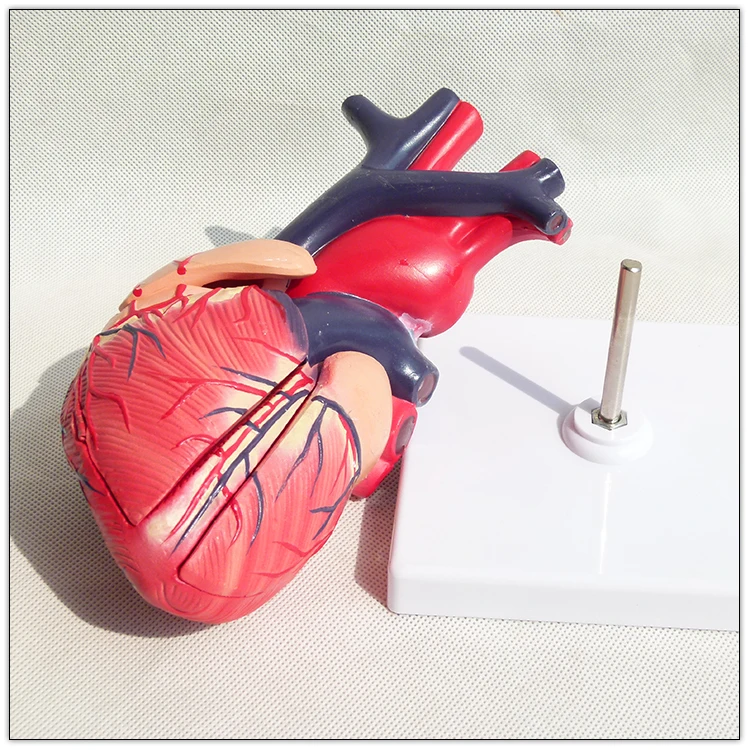 Medical Anatomical Teaching Heart Model  Visceral model