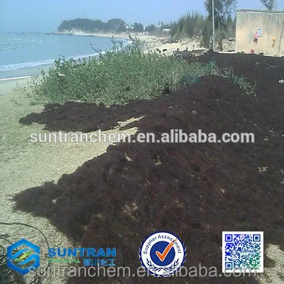 Thickener agar agar 700/800/900/1050/1100 algae gelidium gelatin fufeng xanthan gum cmc pectin guar gum FOR DRINKS E466