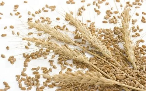 Organic HWP hydrolyzed wheat protein 80%-85%