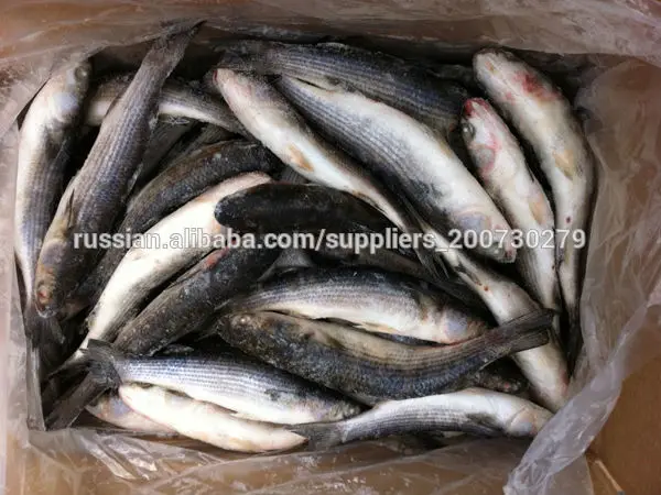 cinzento congelado mullet peixe por atacado