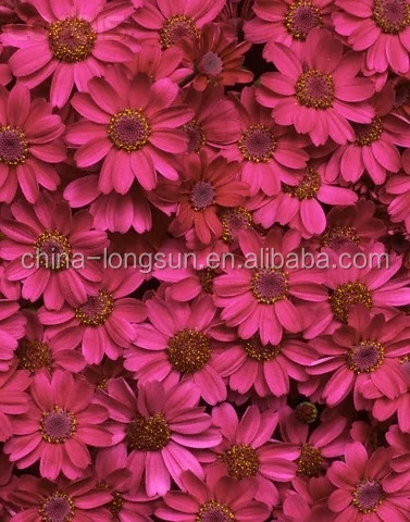 LSD-1230619 Декоративные небольшой ромашка цветок гобелен цветы