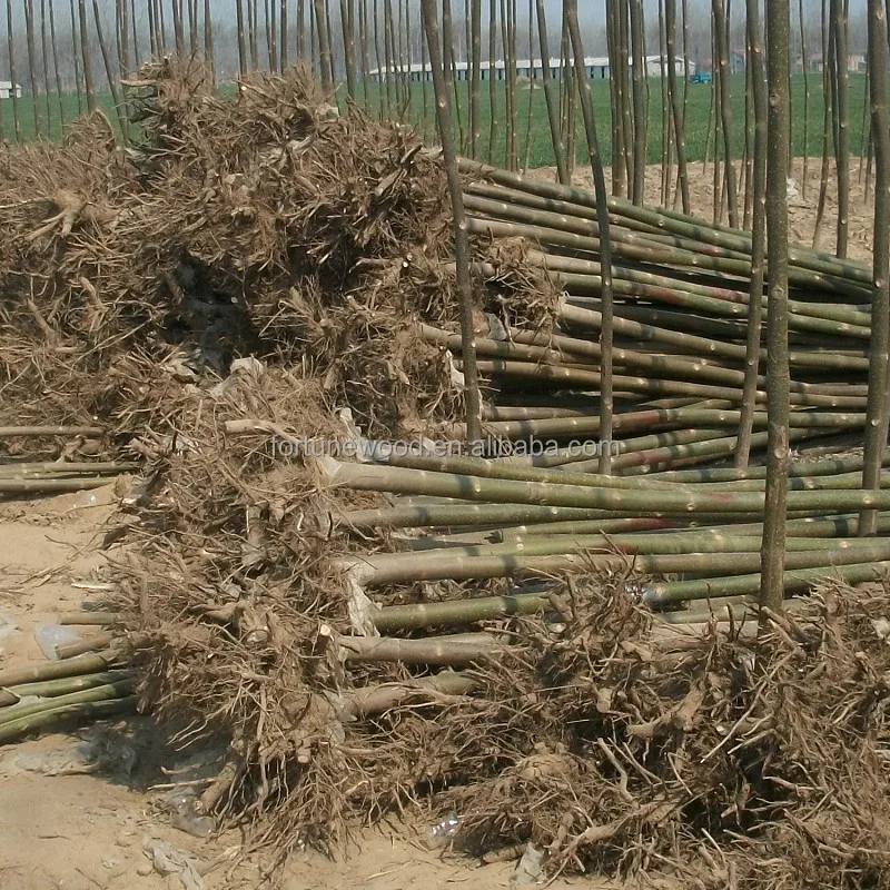 
China cold resistant princess tree root cutting and rootstock plants for timber 