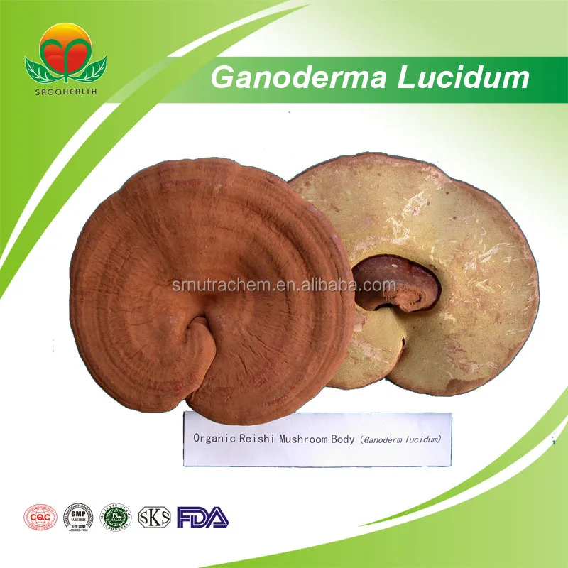 Лидер продаж Ganoderma Lucidum