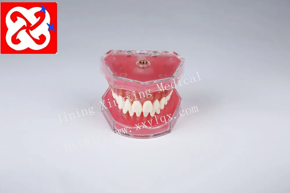 Extractable teeth model demonstrate tooth structure anatomy practice model with soft silicone gum adult