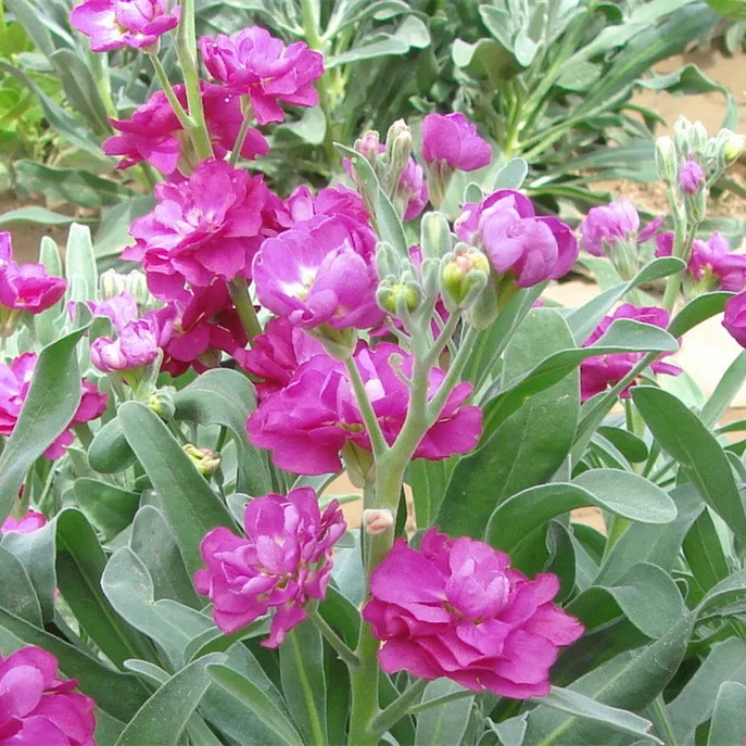 Высокая скорость проращивания цветочных семян для выращивания маттиолы инканы