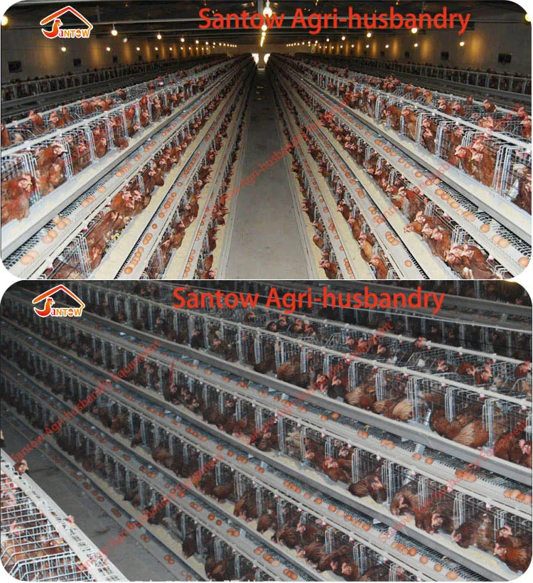 A type 4 tier chicken battery layer cages poultry feeder chain for poultry farm