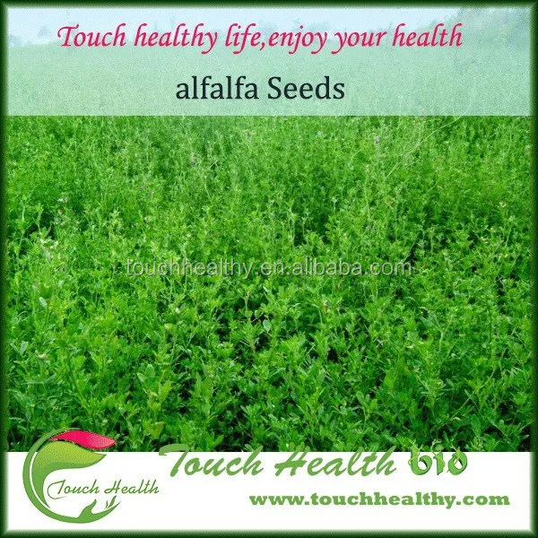 
Top quality Alfalfa seeds ready stock , Alfalfa seeds exporter , Alfalfa seeds cheap price 