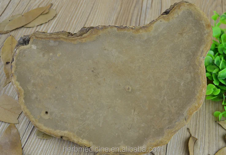 
Dried wild natural tinder fungus Pyropolyporus fomentarius 