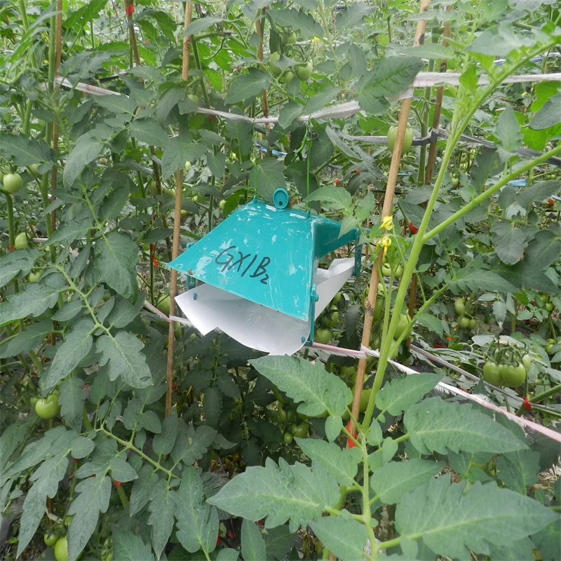 Tuta absoluta lure insect