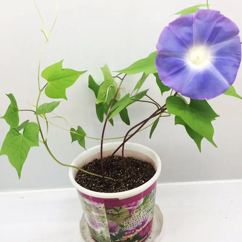 
Potted Plants Grow Baby Flower Growing Creative Home Gardening 