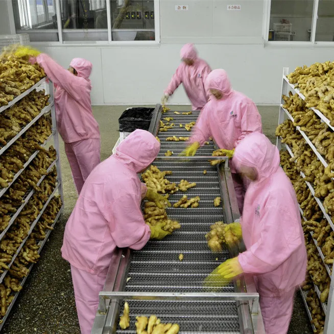 Factory Wholesale 2018 New Crop below market price for fresh ginger