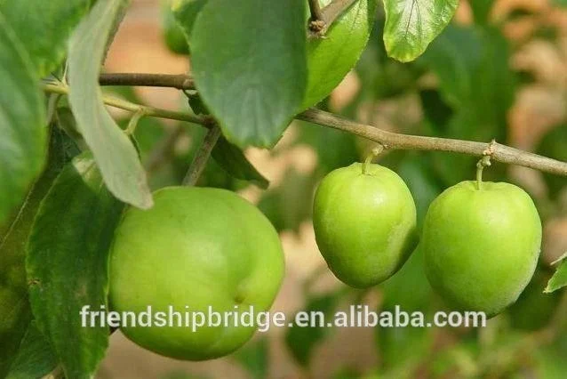 
Chinese Jujube Date Trees seedling 