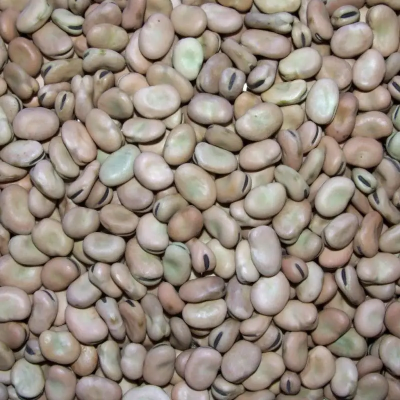 Wholesale Fava Beans/ Broad Beans,new crop2021 Selected by H.P.S IN GANSU ORIGIN