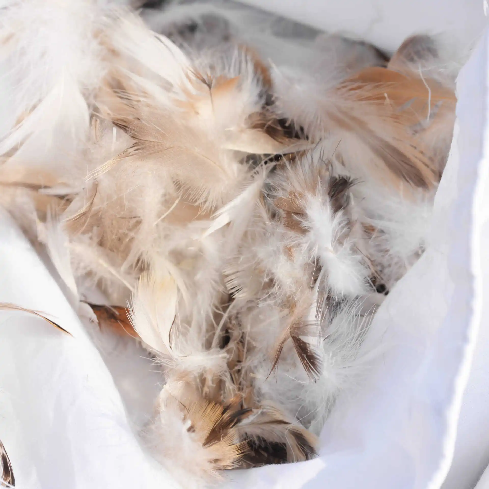 Cheap Pillow Sizes 45x45 50x50 Duck Feather Cushion Inners Wholesale For Sofa