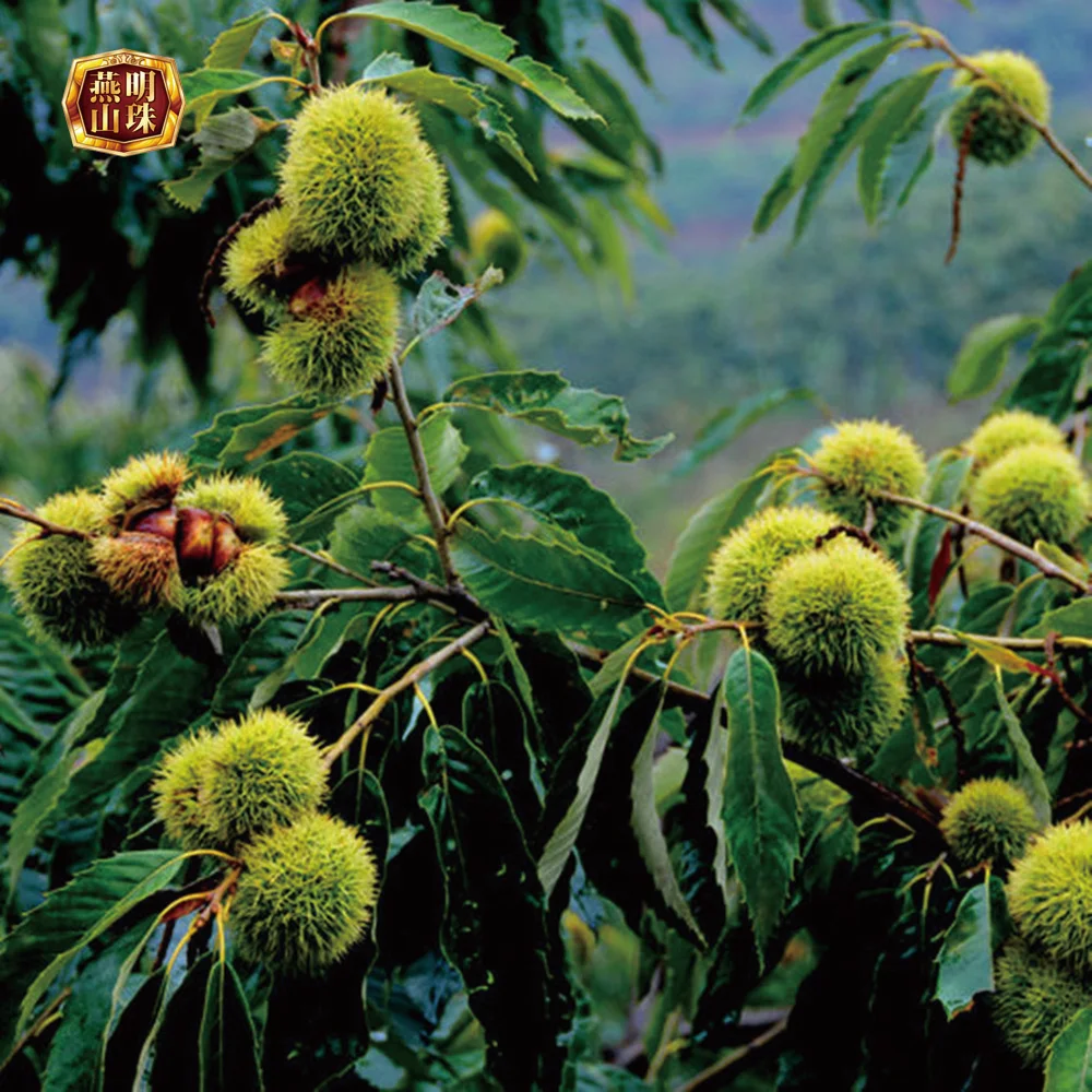 Best Organic 2022 New Crop Sweet Chinese Yanshan Fresh Chestnuts